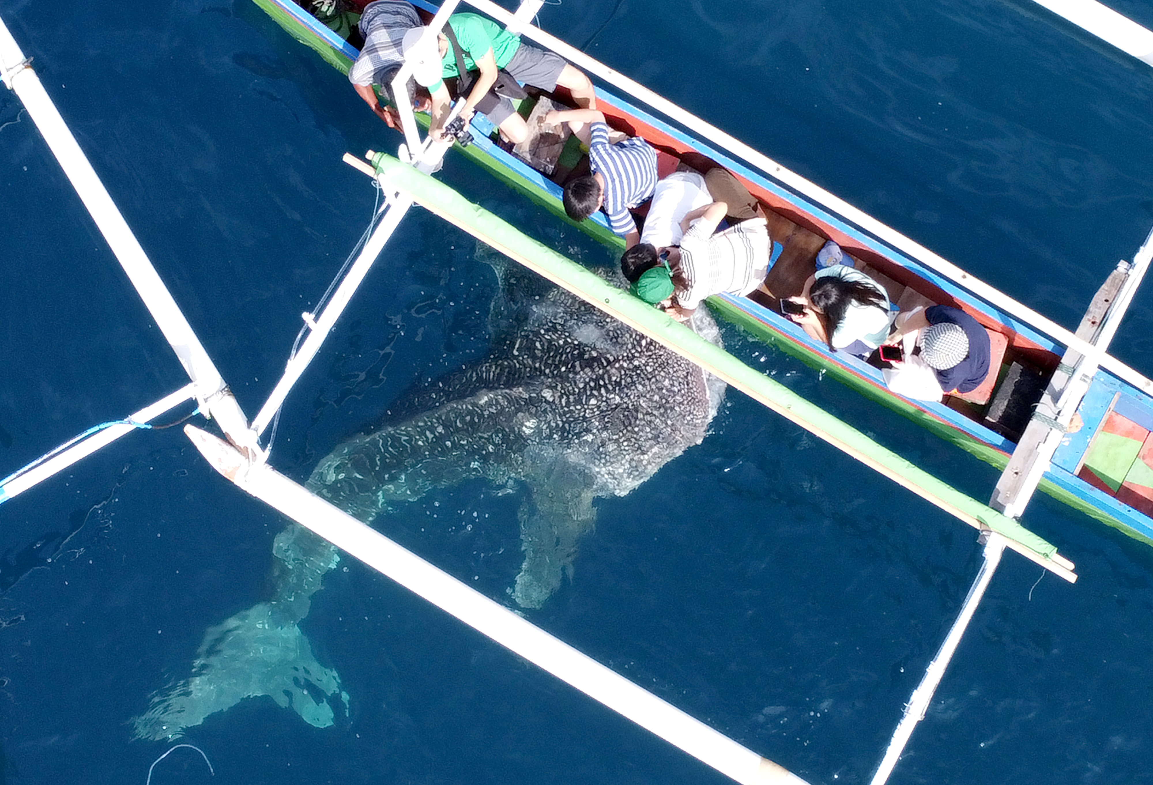 Foto aerial seekor hiu paus berenang mendekati perahu wisata di Desa Botubarani, Kabupaten Bone Bolango, Gorontalo, Selasa (10/1).