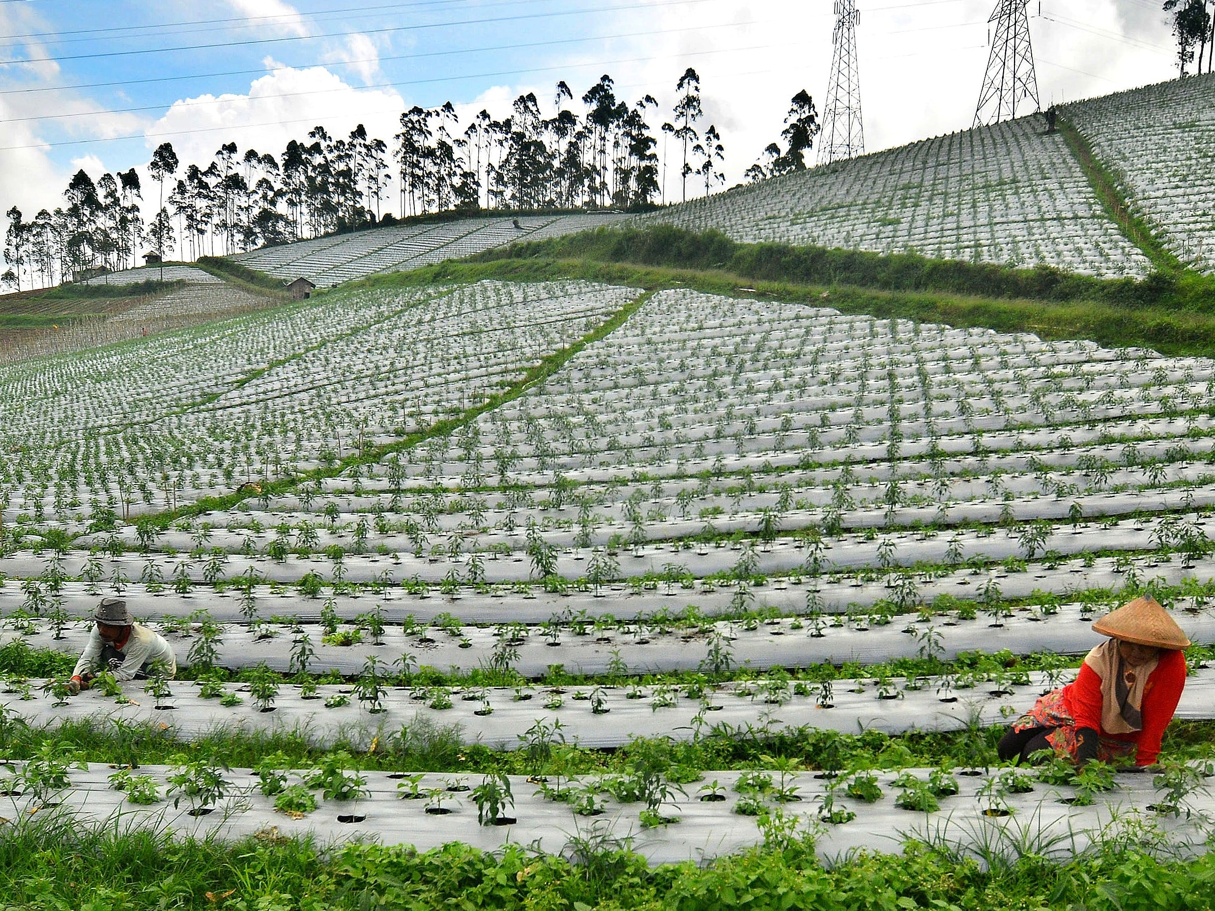 Petani merawat tanaman cabai di Kampung Samarang, Kabupaten Garut, Jawa Barat.