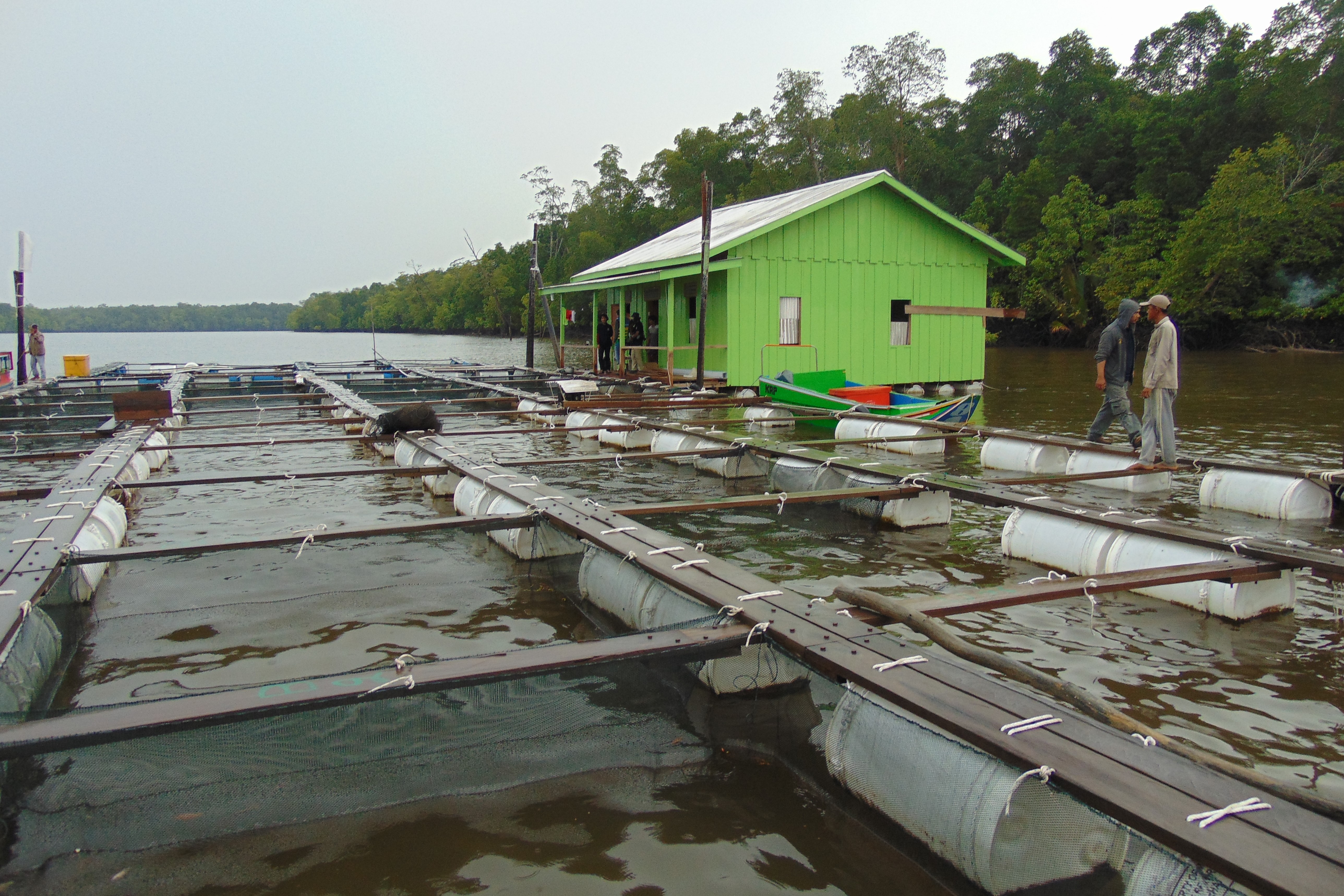 Masyarakat di Taman Nasional Sembilang membuat kolam tambak ikan kerapu di perairan sungai Sembilang.