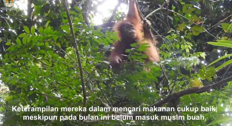Siti dan Sudin, orangutan yang berhasil diselamatkan KLHK saat ini mulai terampil hidup di alam liar.