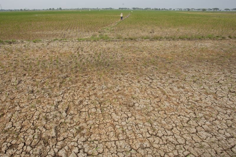 BMKG: Kekeringan Berpotensi Melanda Seluruh Wilayah Indonesia