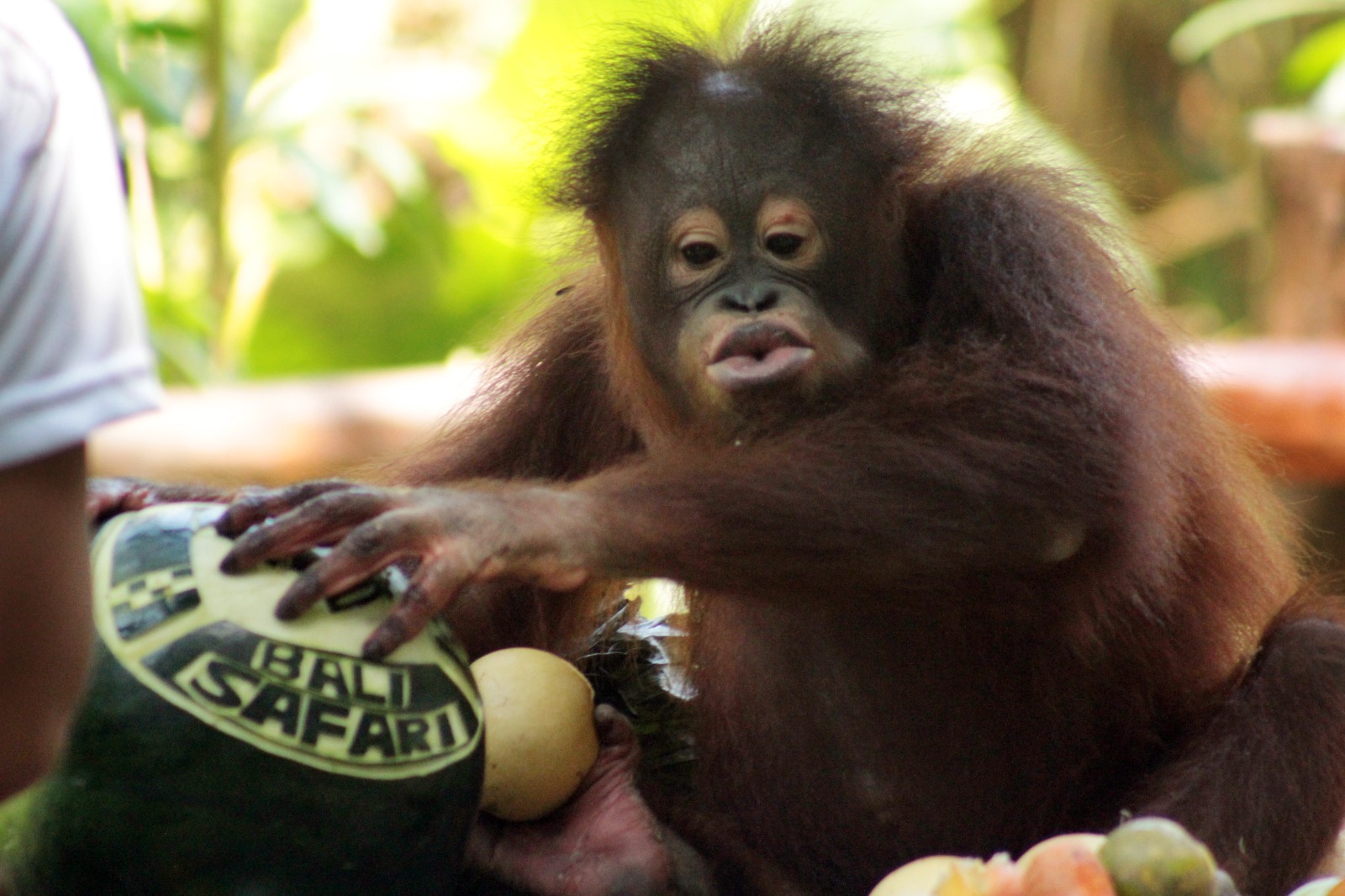 Sejumlah kegiatan spesial digelar Bali Safari and Marine Park pada perayaan Hari Orangutan Sedunia.