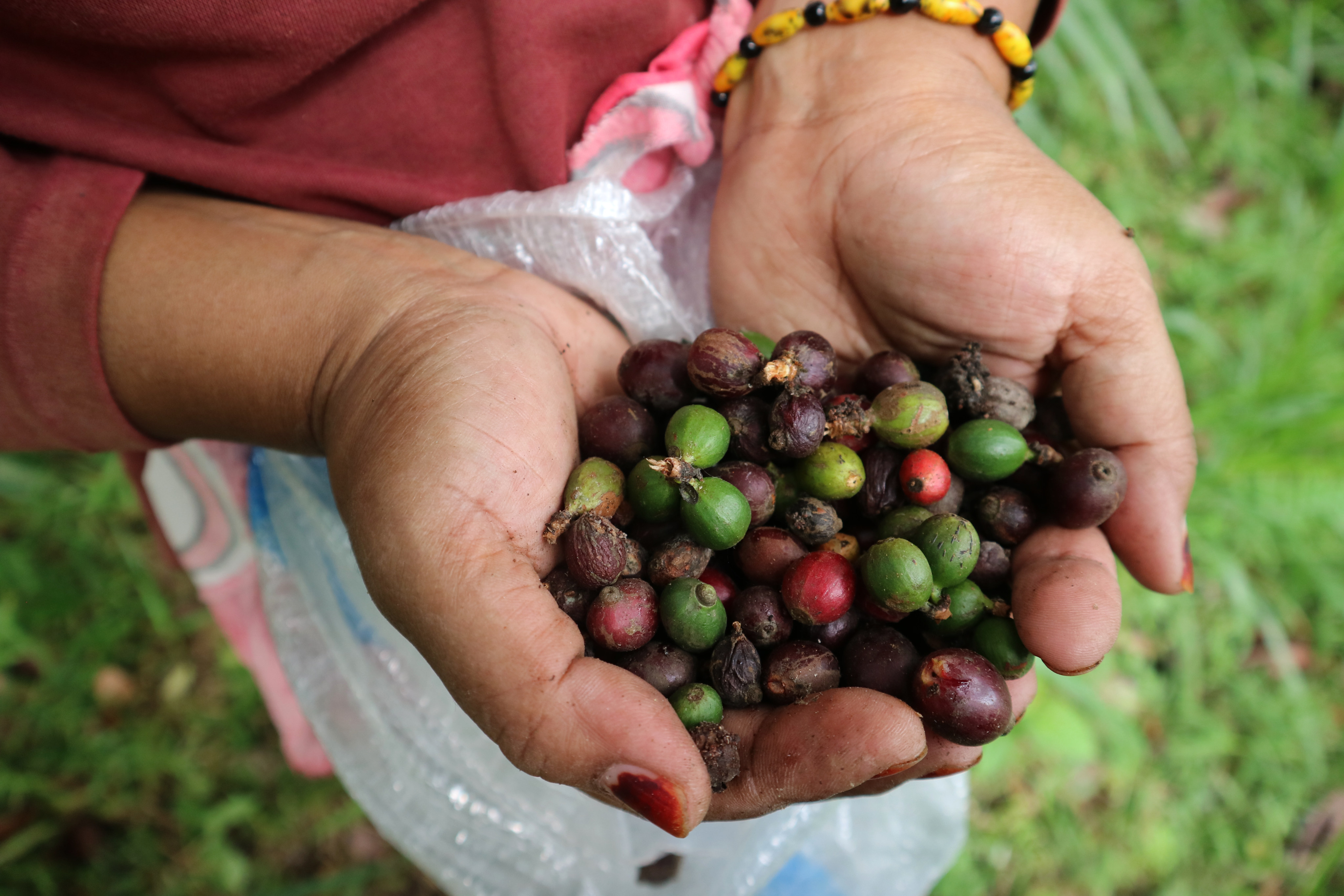 Biji Kopi yang ditanam petani Indonesia