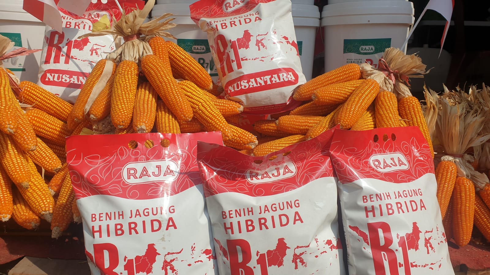 Benih jagung Raja makin diminati petani jagung.