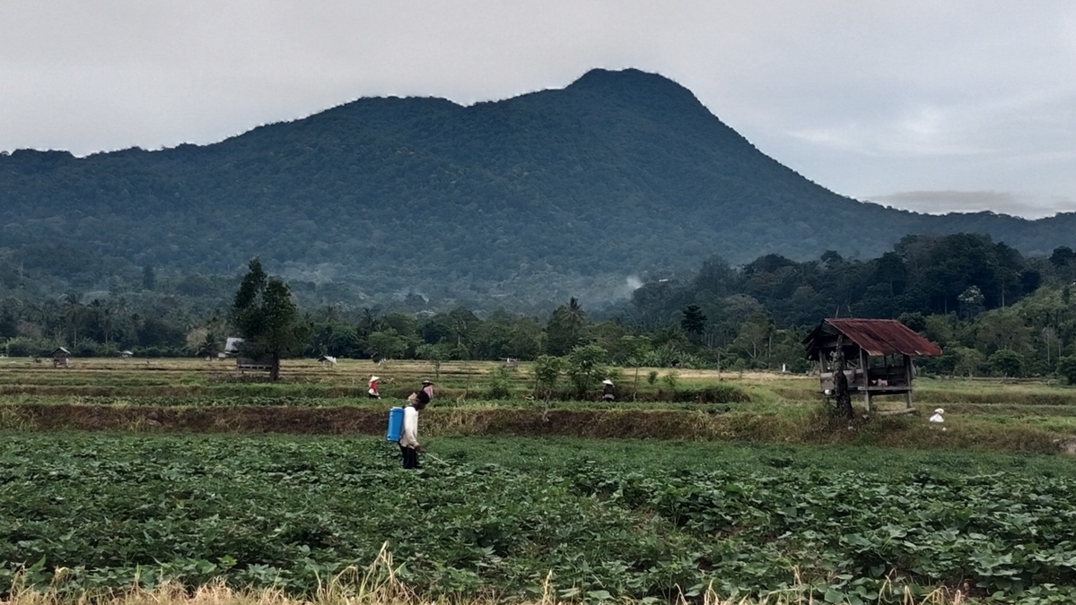 Petani sedang beraktivitas menyemprot lahan ubi rambat kaki di Kabupaten Aceh Besar, Aceh.
