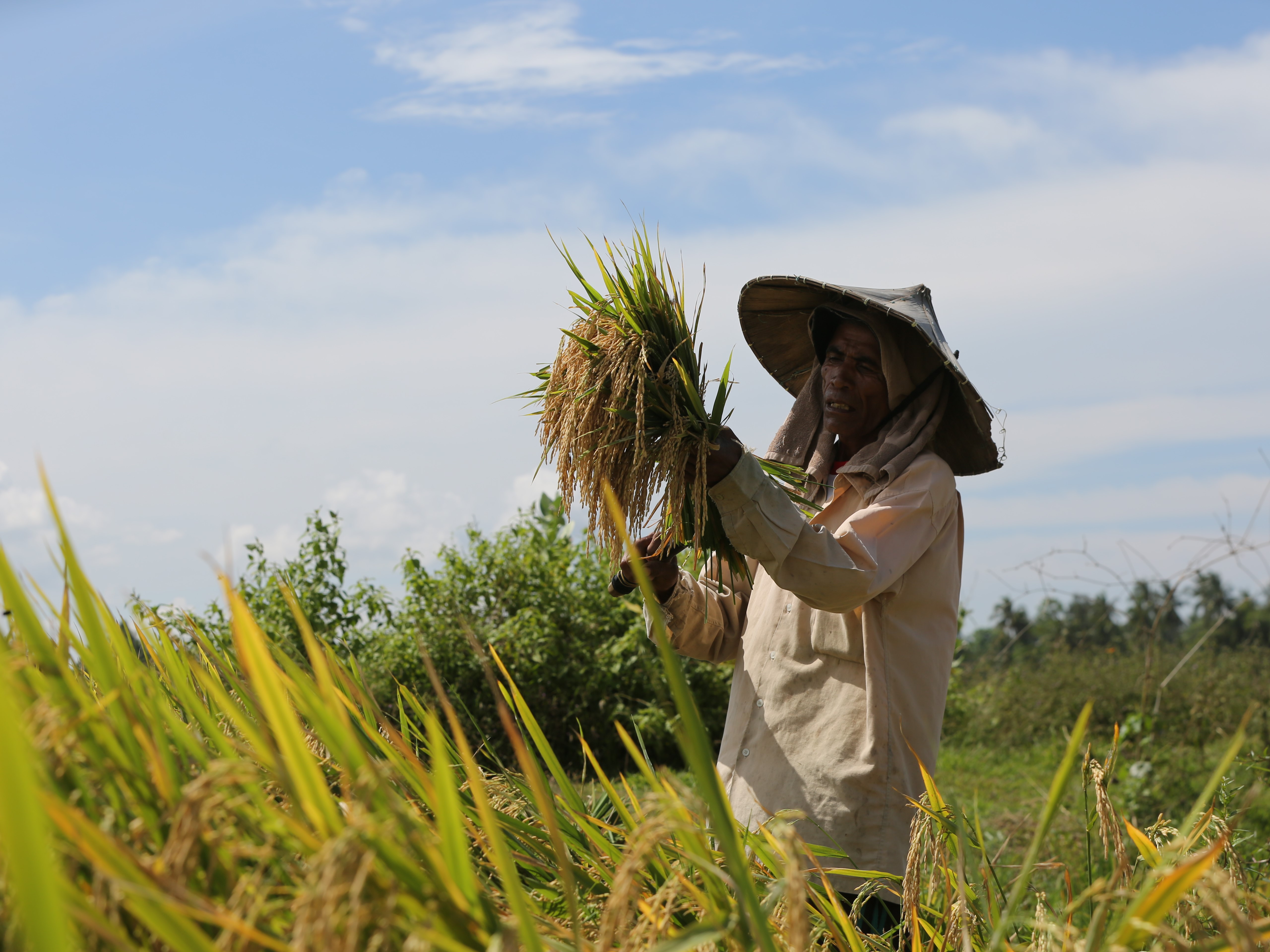 Petani di Kecamatan Indrajaya, Kabupaten Pidie, Aceh, sedang memanen tanaman padi beberapa waktu lalu.