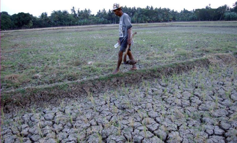 Sawah di Karawang dilanda kekeringan