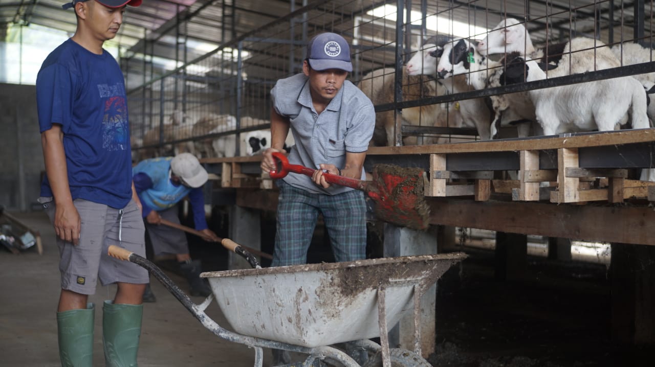 Penggunaan kotoran hewan ternak sebagai bahan pembuatan pupuk organik