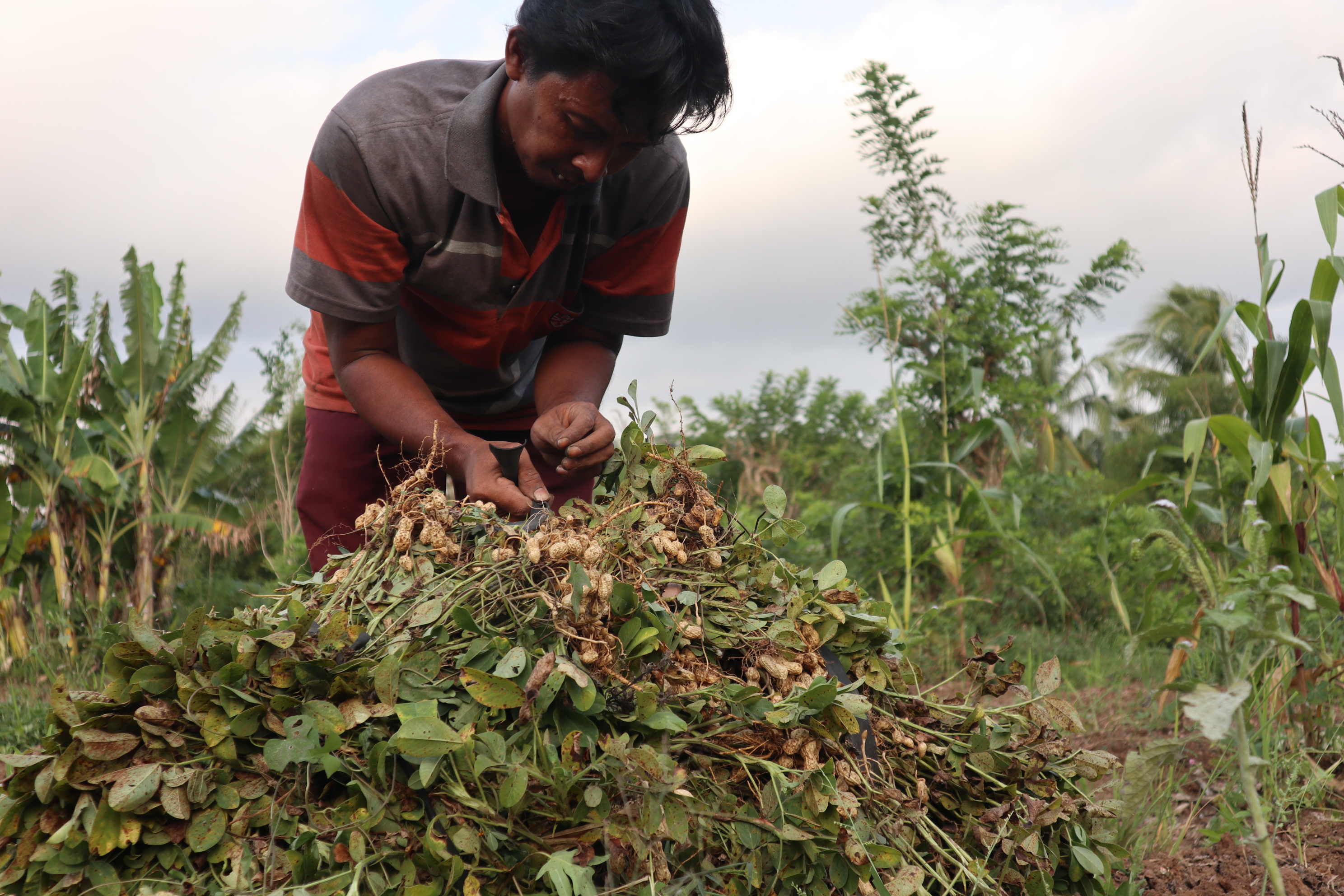 Petani memanen kacang tanah.