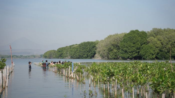 Sejumlah relawan tengah menanam mangrove.