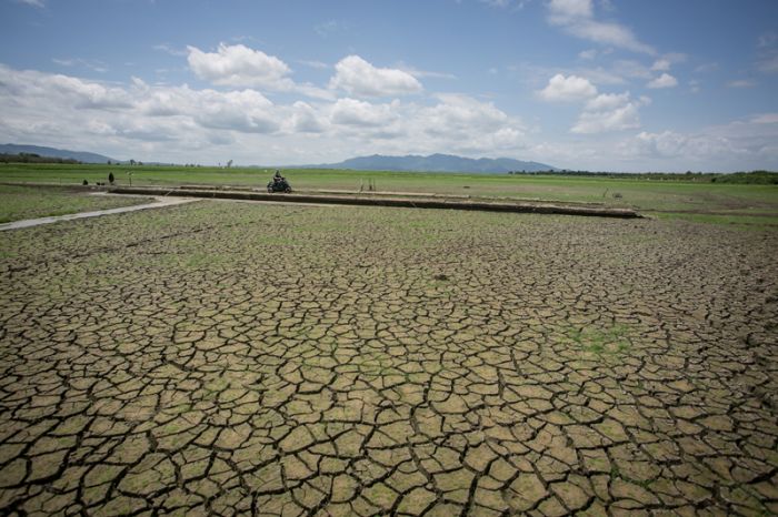 Ilustrasi: lahan sawah yang mengering
