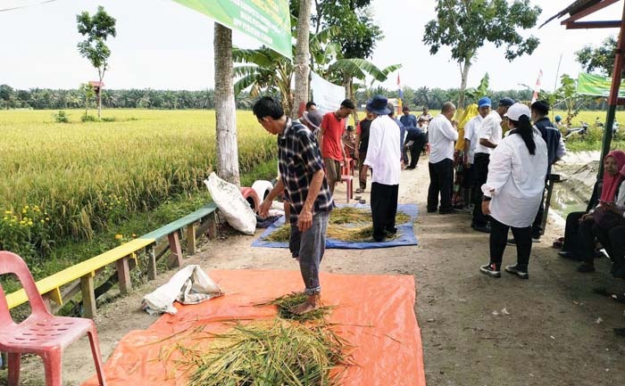 Panen Demplot Serdang Bedagai Capai Produktivitas 8,75 Ton Per Ha