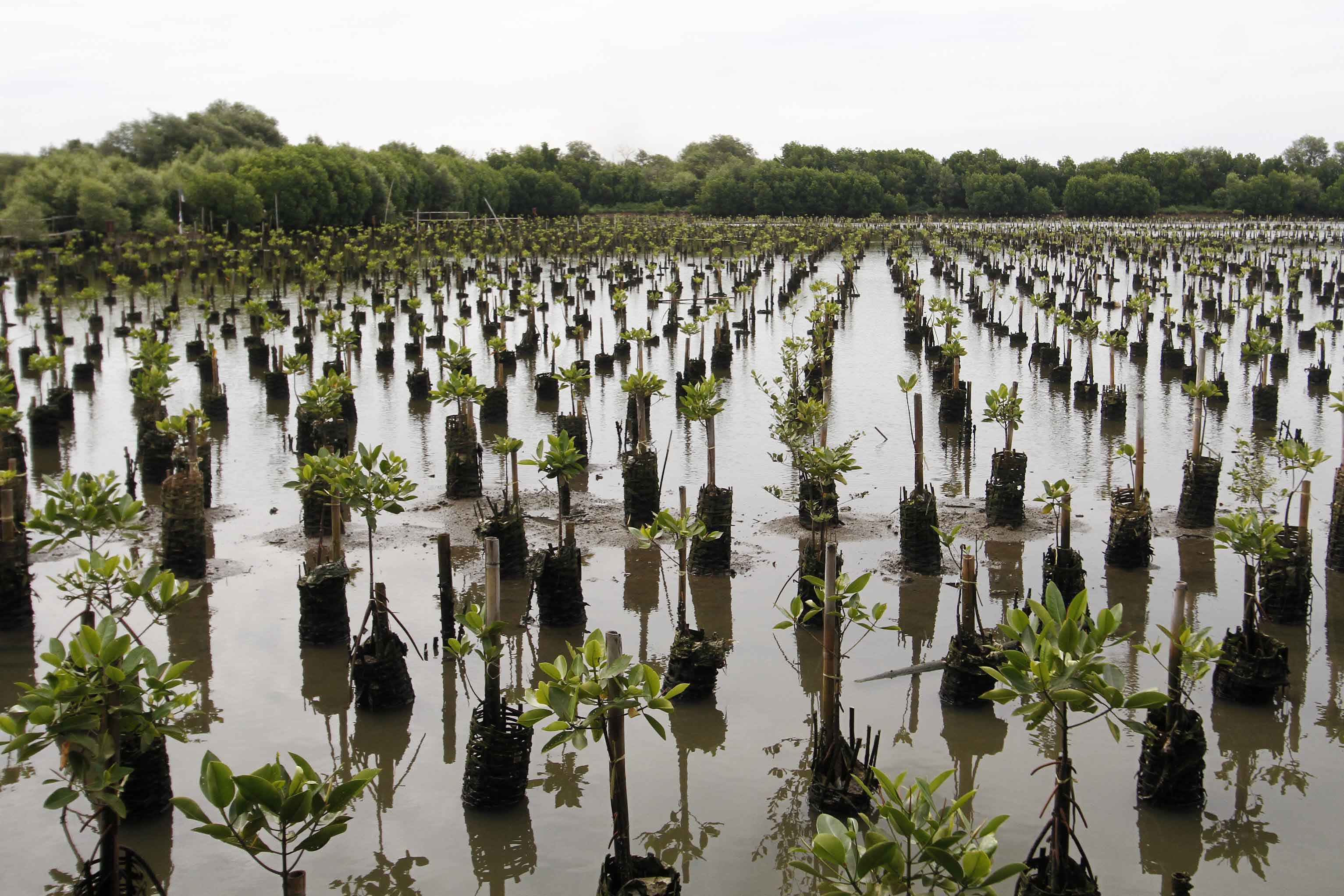 Ilustrasi. Taman wisata mangrove di Pantai Indah Kapuk, Jakarta Utara, Senin (18/2/2013).