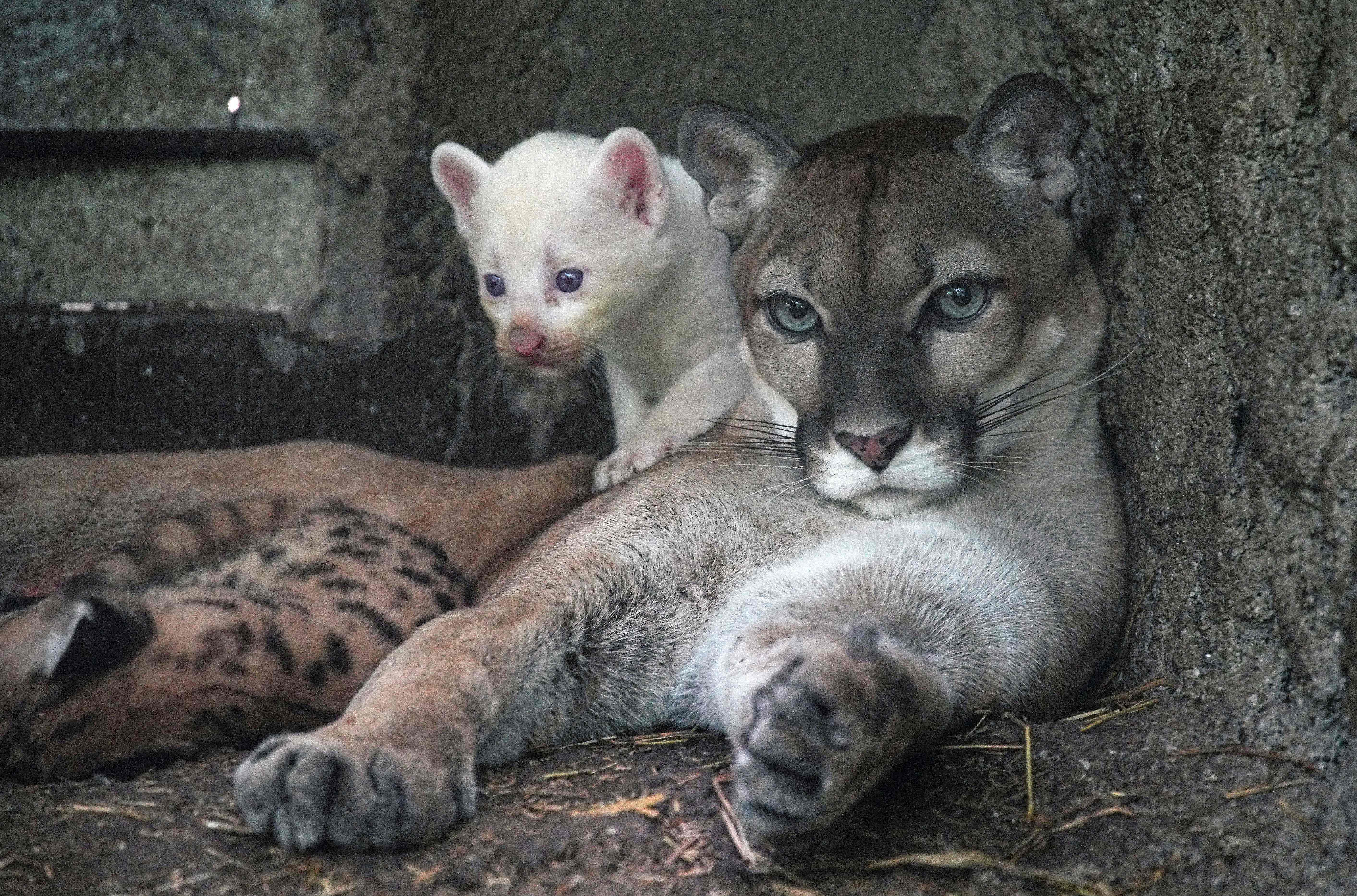 Bayi puma albino bersama induknya di Kebun Binatang Thomas Belt di Nikaragua.