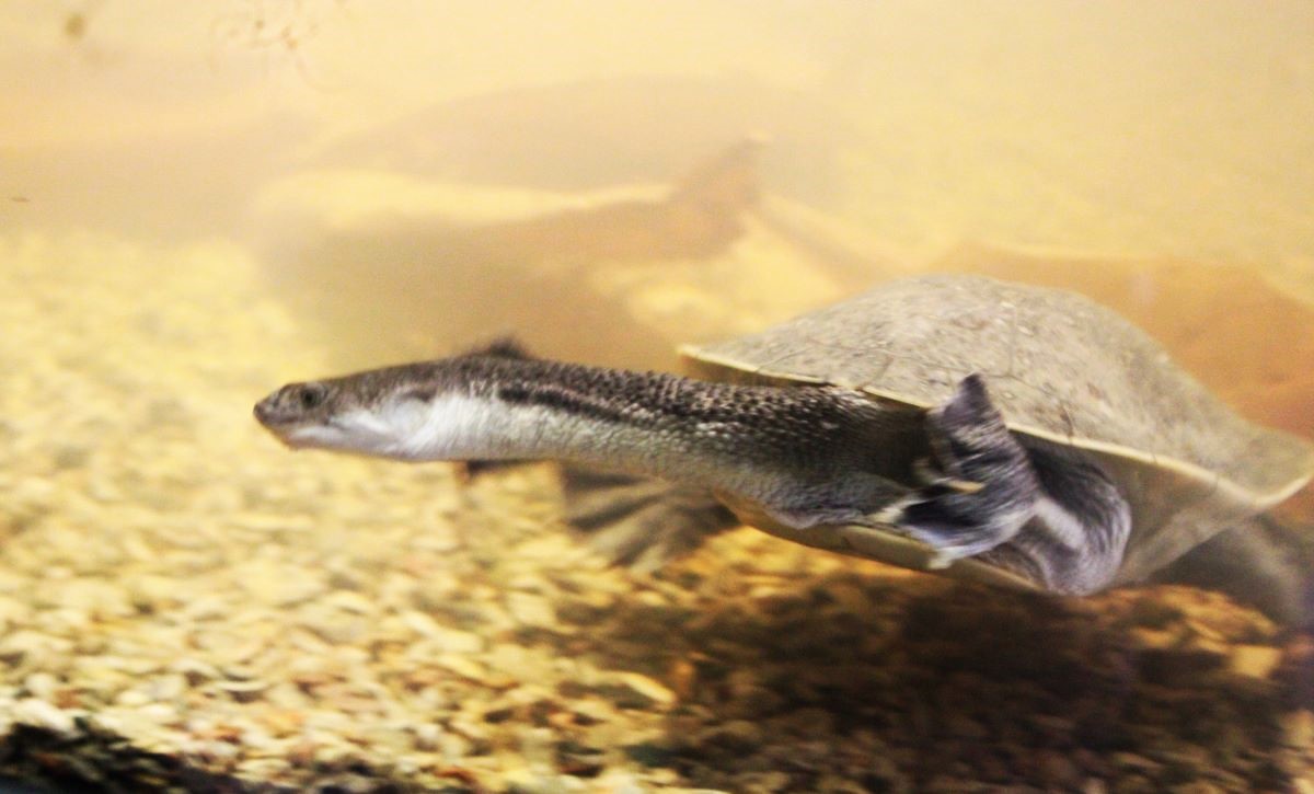 Spesies Kura-Kura Terancam Punah Endemik Rote Mulai Bertelur