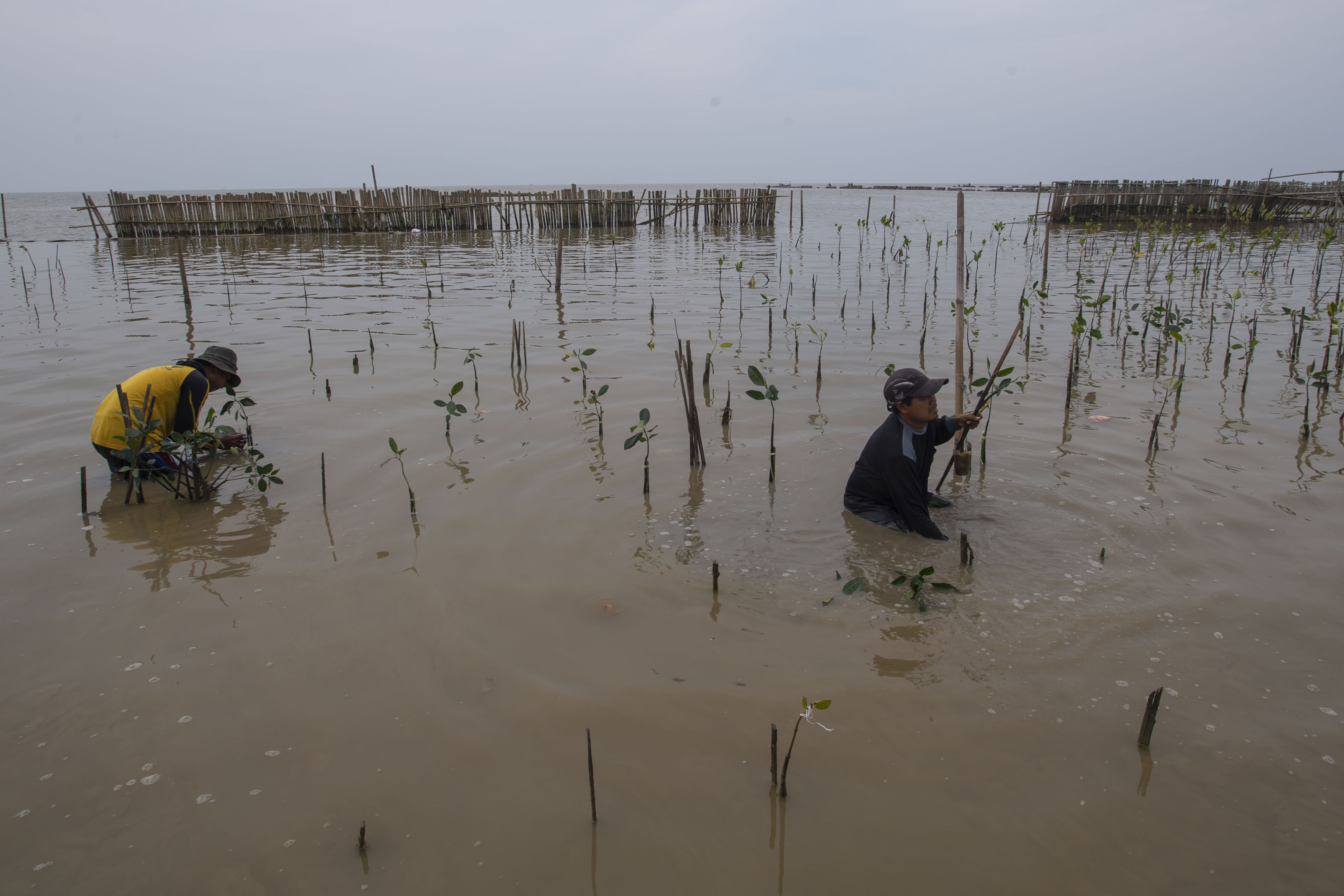  Kelompok Kerja Pemberdayaan Masyarakat Pesisir Karawang yang didukung Pertamina Hulu Energi Offshore North West Java menanam pohon bakau.