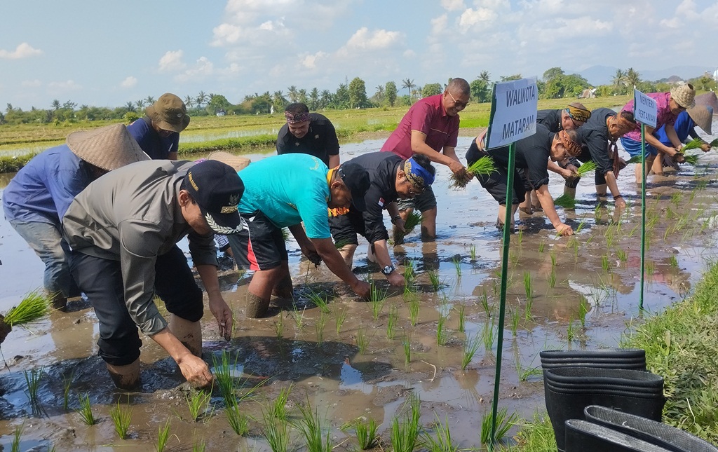 Mentan SYL melakukan penanaman padi pada Gerakan Tanam Padi Serentak di NTB