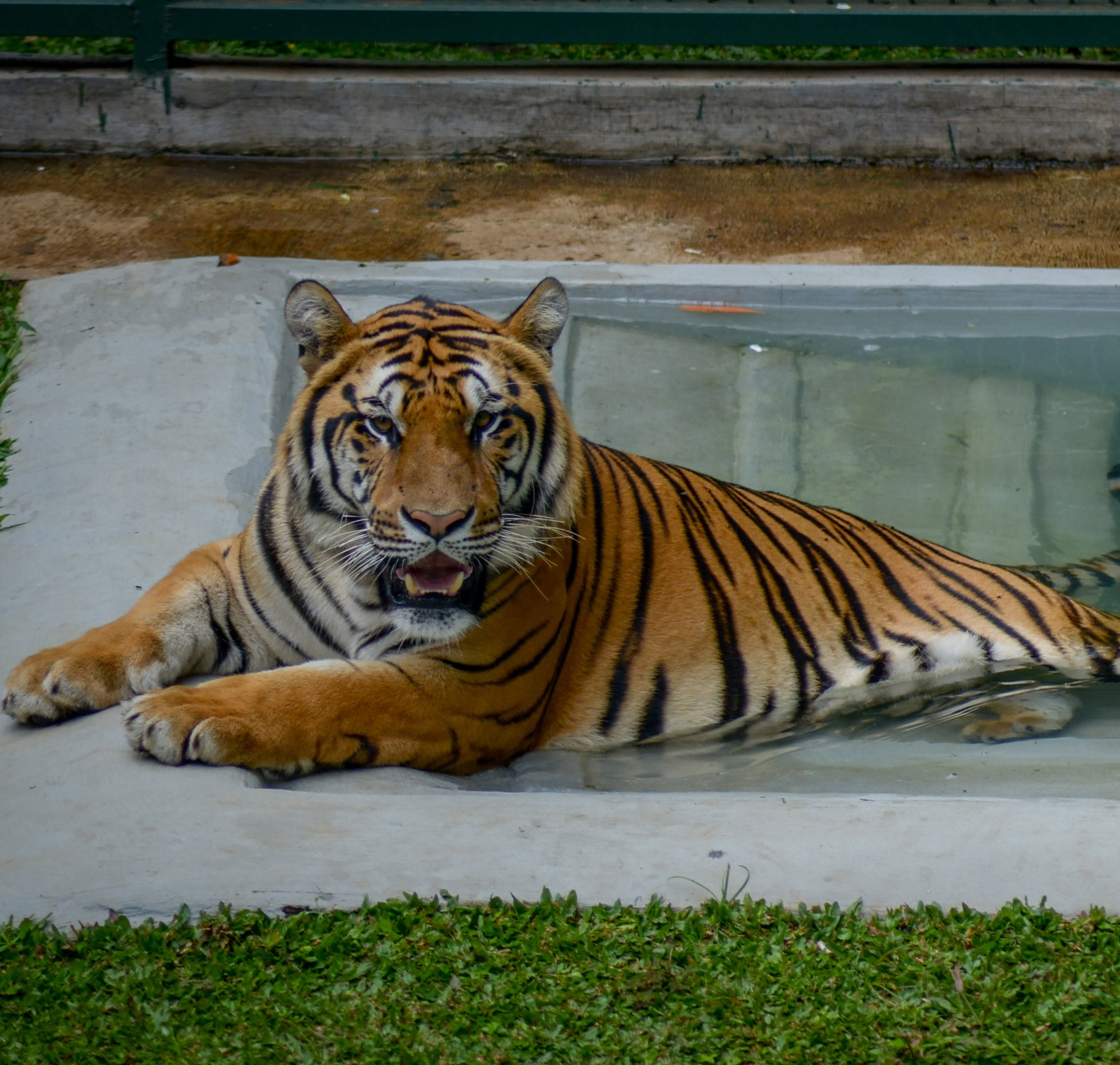 Harimau Benggala (Panthera tigris) milik Alshad Ahmad di Ciumbuleuit, Bandung, Jawa Barat, Kamis (9/1/2020)