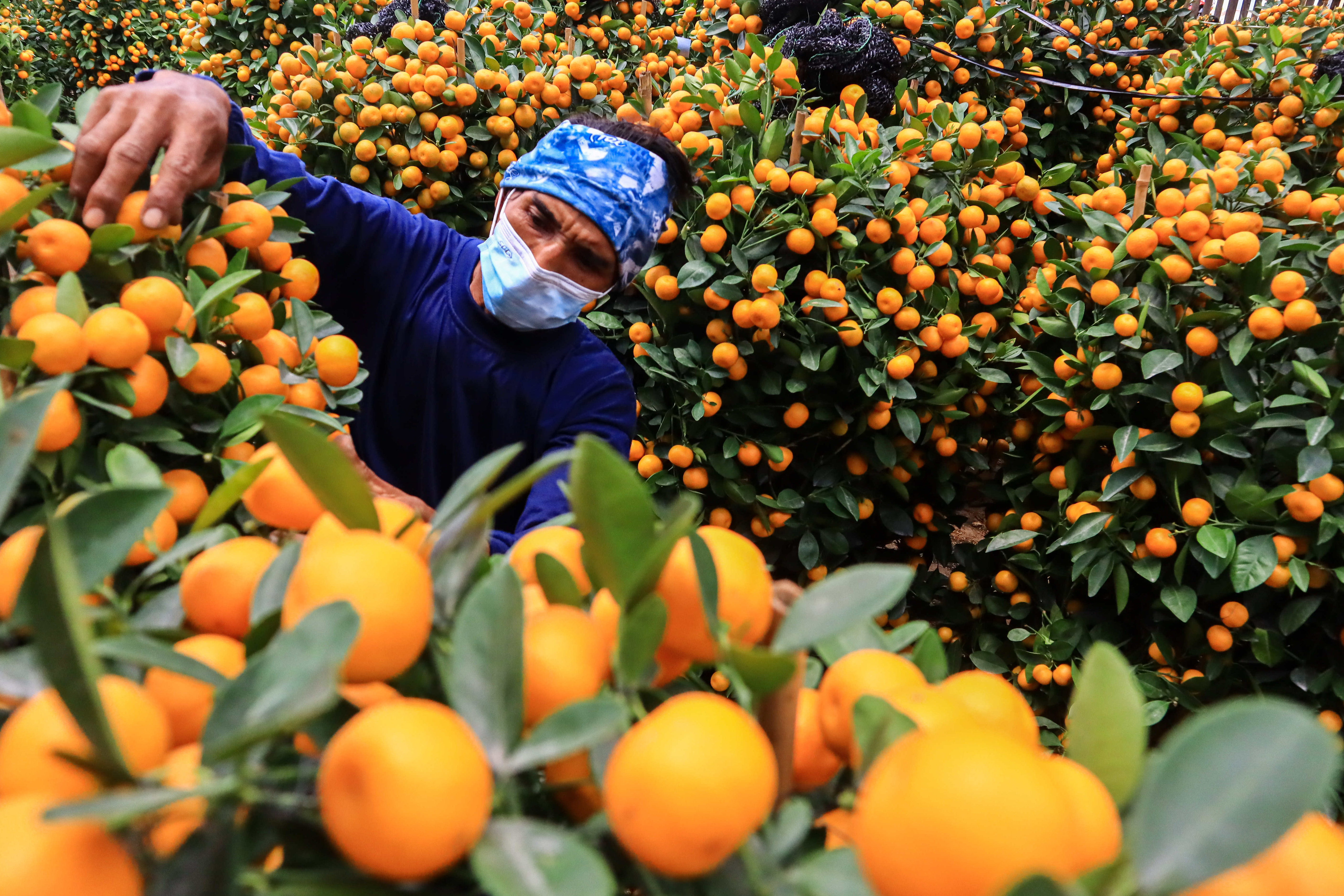 Jeruk merupakan buah yang memiliki kandungan vitamin C.