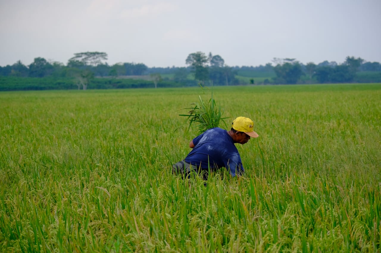 Petani di Kabupaten Ngawi sedanga memanen padi. Produksi gabah di Ngawi mencapai peringkat ke enam tertinggi di Indonesia.