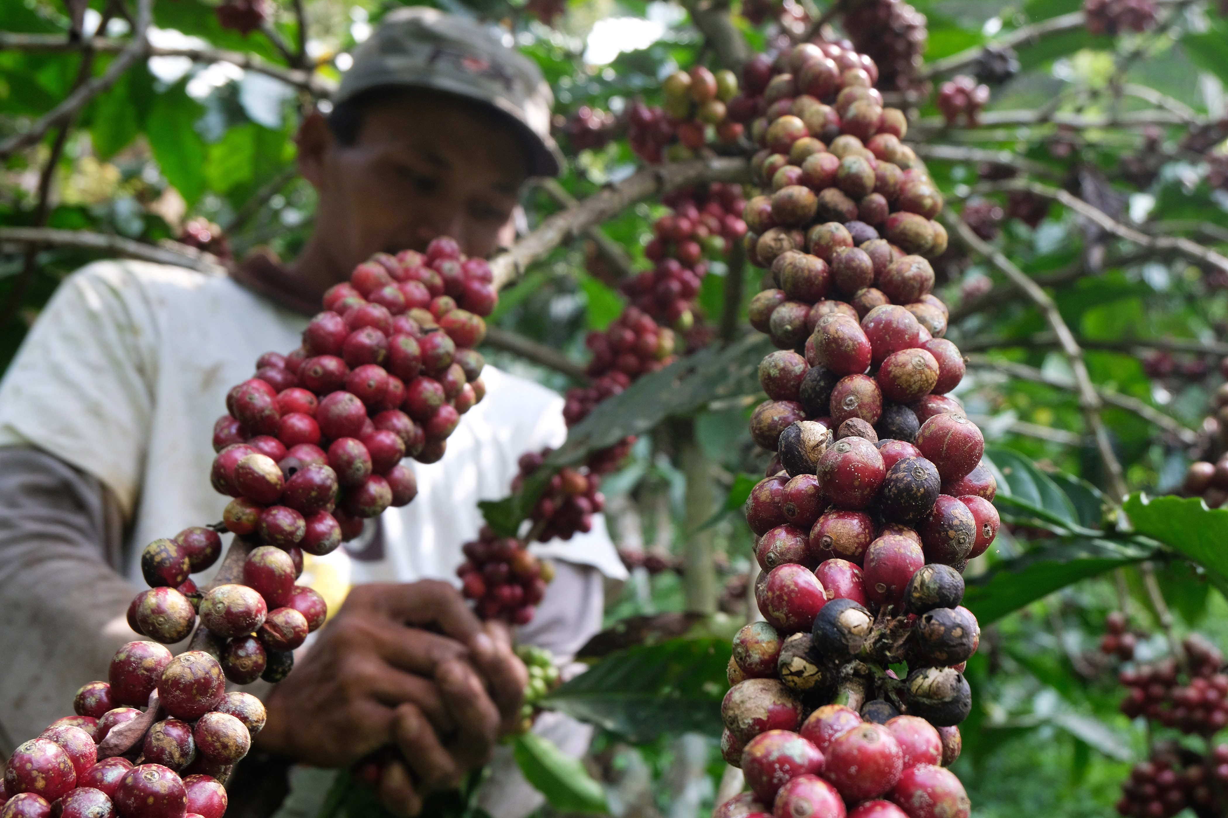 PLN Berikan Pelatihan Produksi dan Pemasaran ke Petani Kopi