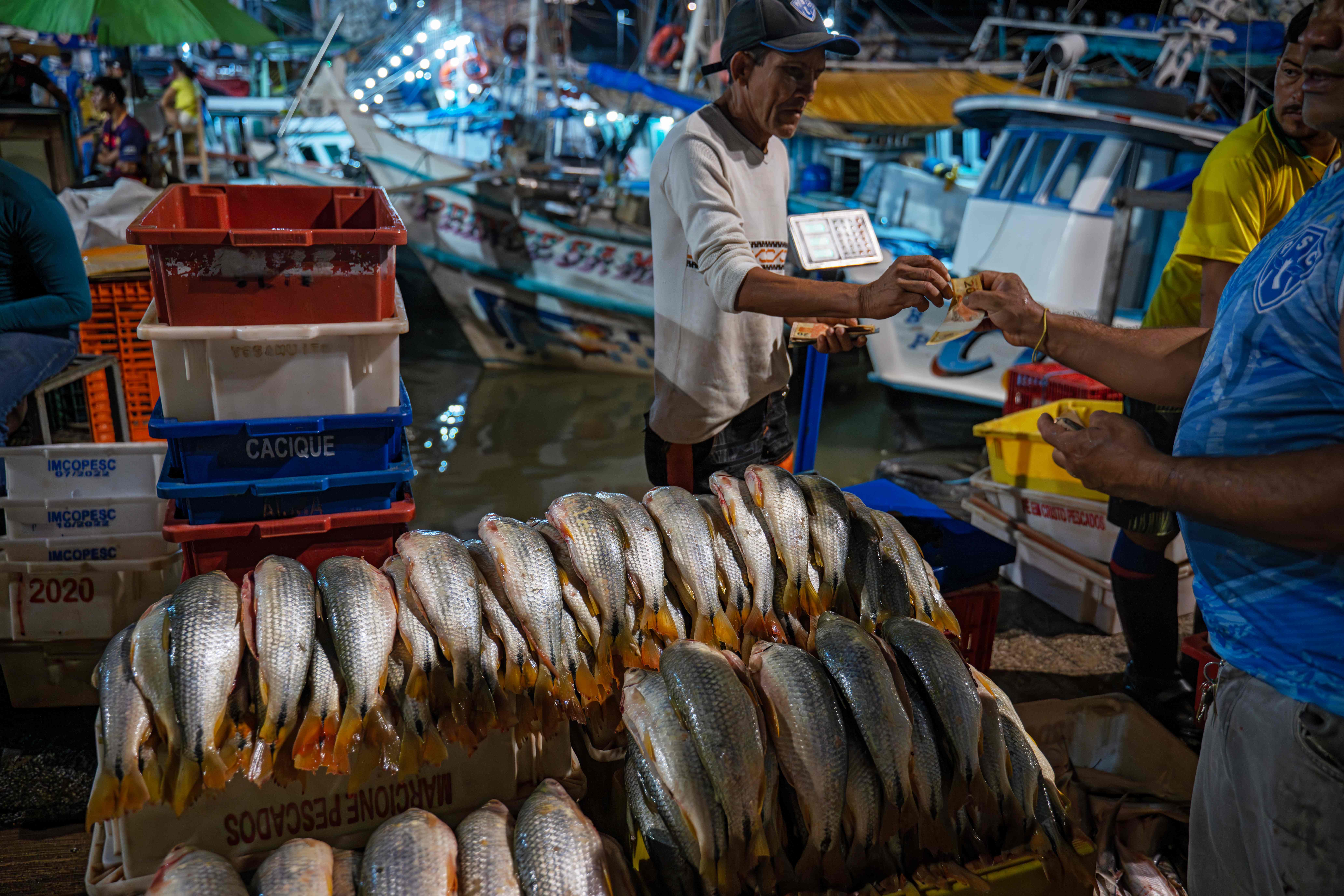 Ilustrasi: ikan hasil tangkapan nelayan di Brasil