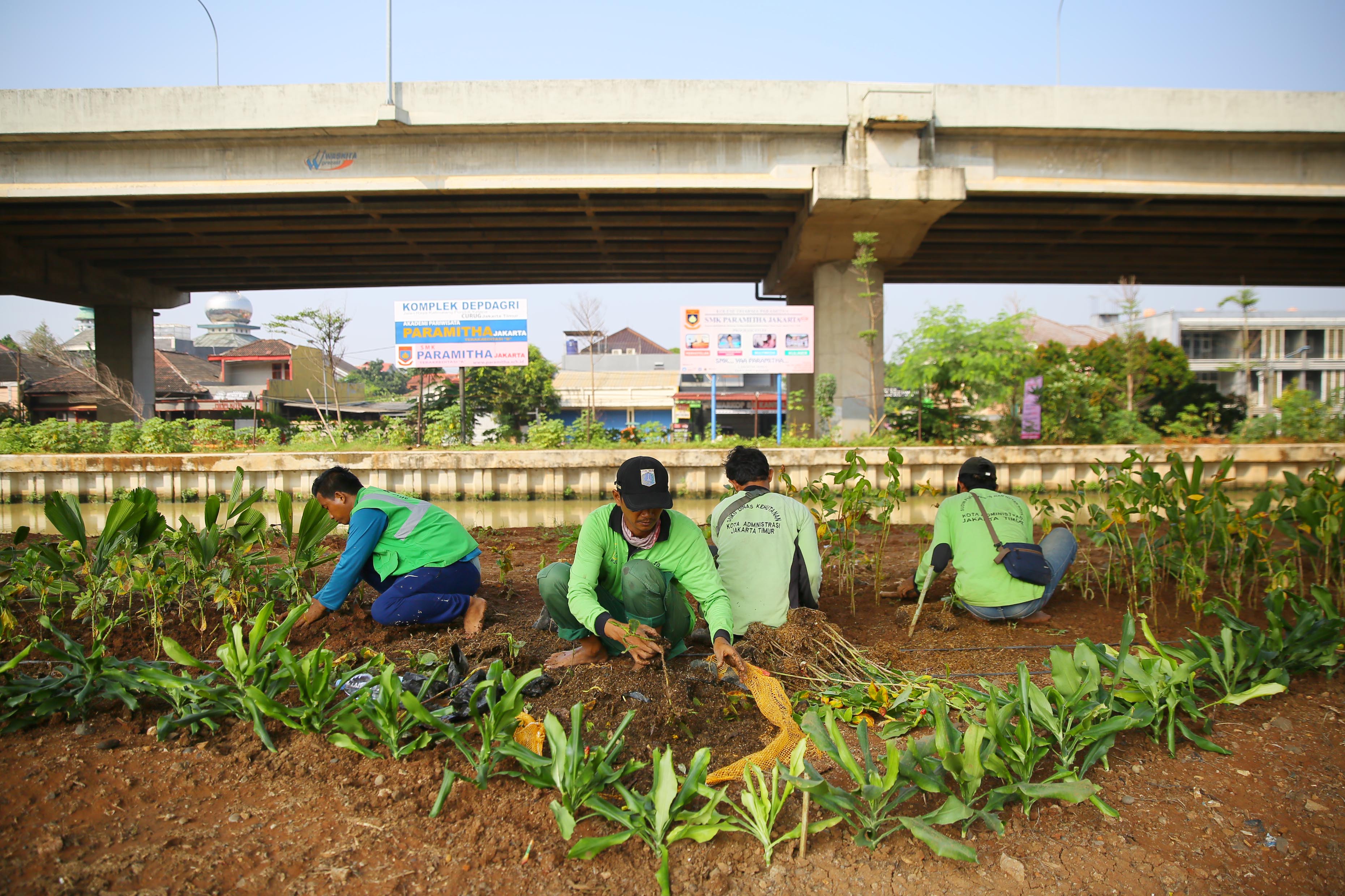 Ilustrasi.Guna mengurangi polusi dan menambah estetika kota, Pemprov DKI menanami pohon di kolong tol.