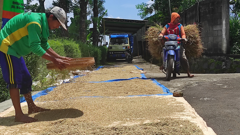Petani sedang mengeringkan hasil panen. Saat ini pihak penggilingan sulit memoeroleh gabah untu digiling.  