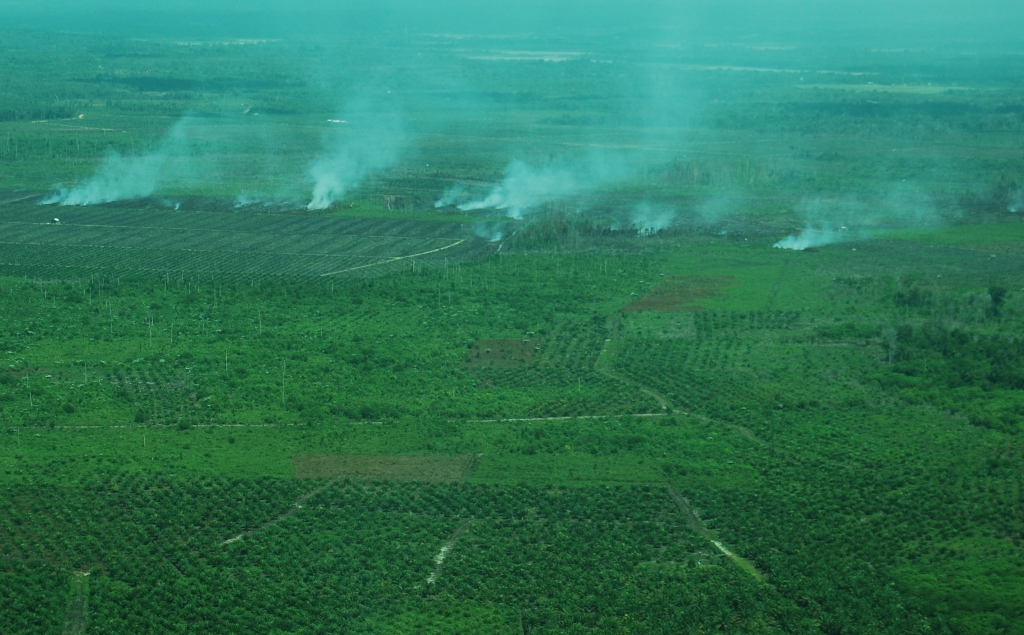 Rawa Tripa di Aceh Barat Daya yang dibakar untuk jadi kebun sawit oleh PT Kalista Alam.