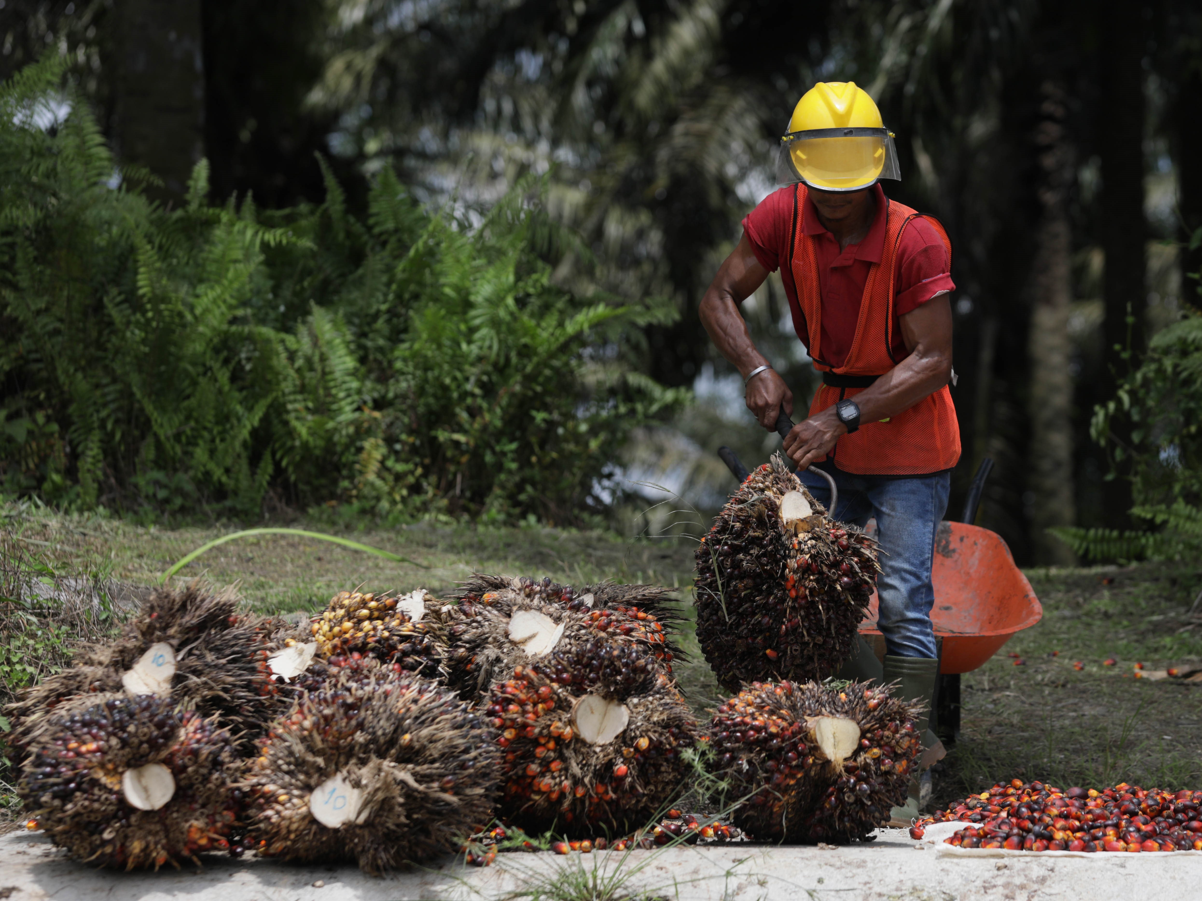 Pekerja kebun sawit.