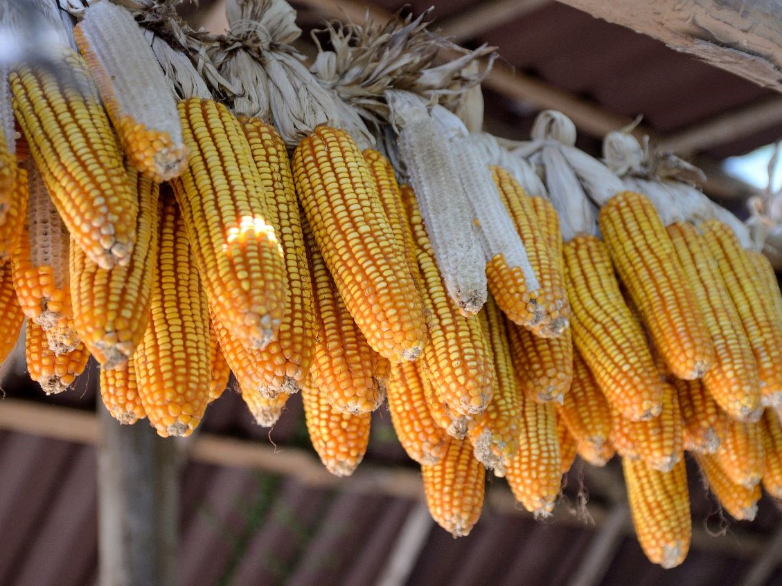 Kontak Tani Nelayan Andalan (KTNA) sangat optimistis Indonesia akan menjadi negara lumbung pangan pada 2045. 