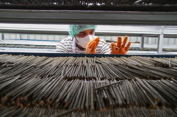 Pekerja mengecek sedotan berbahan baku tanaman.