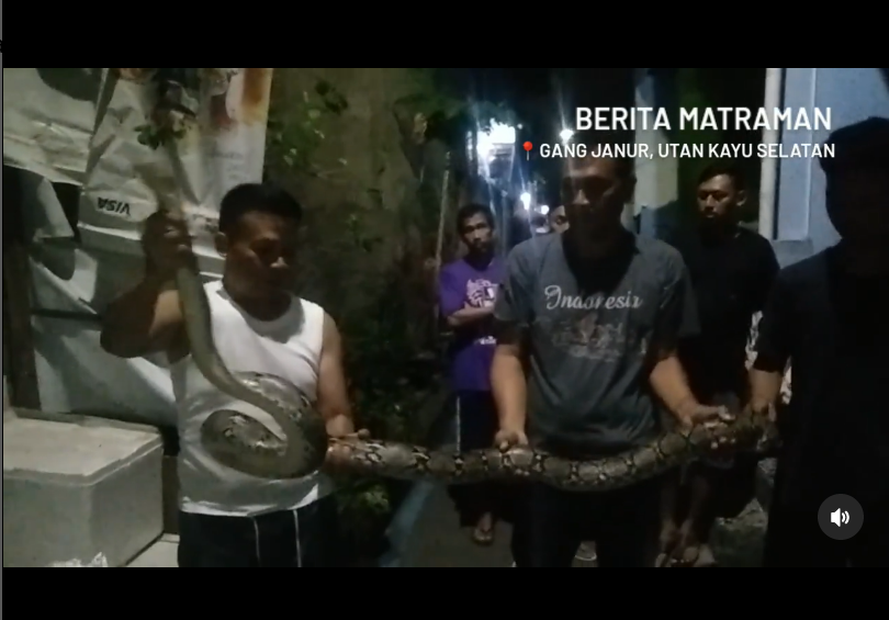 Warga memperlihatkan sekor ular Sanca Kembang yang ditemukan di rumah kosong di Matraman.