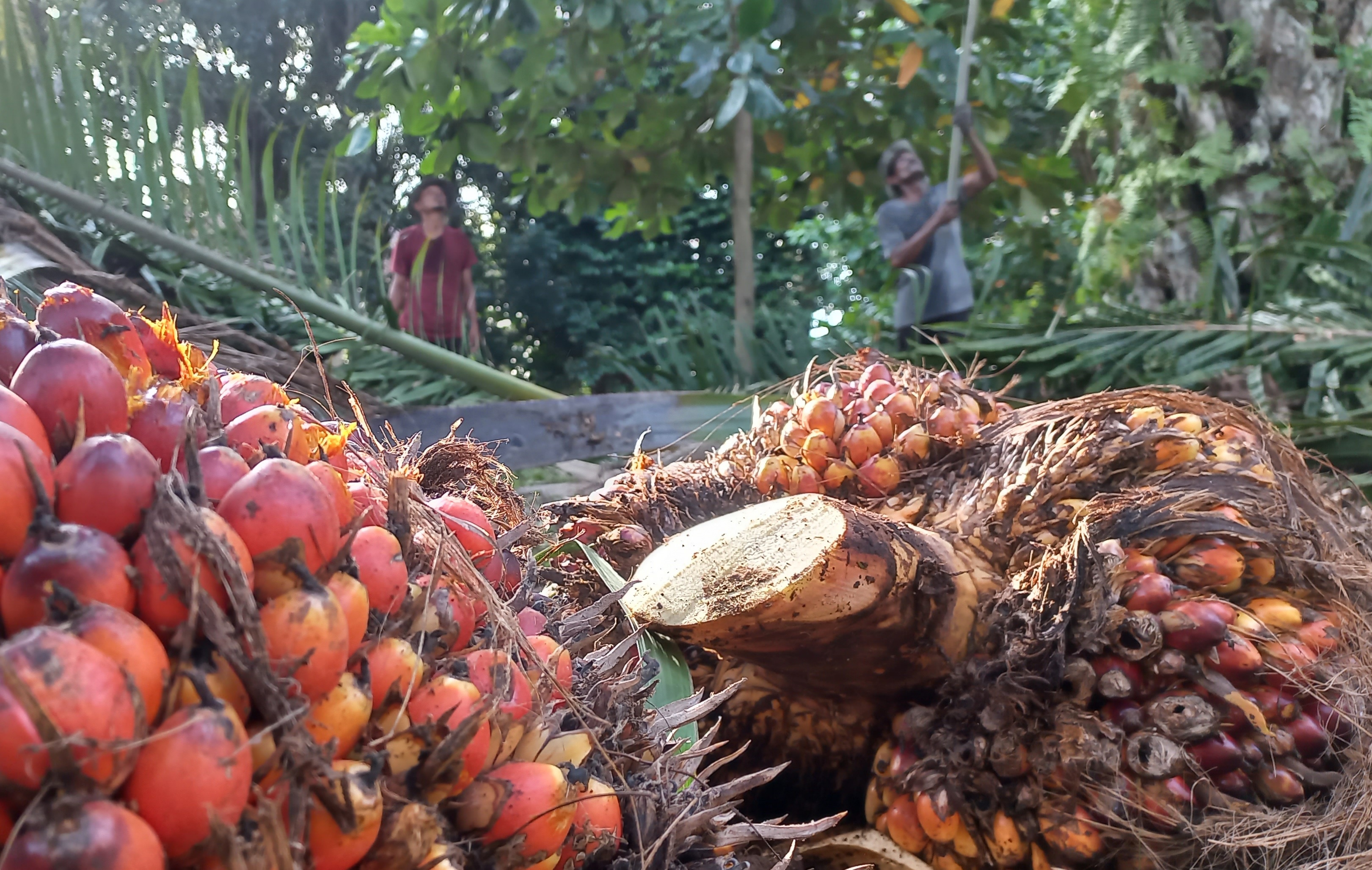 Harga CPO mulai bergerak naik dan bisa mempengaruhi harga minyak goreng. 
