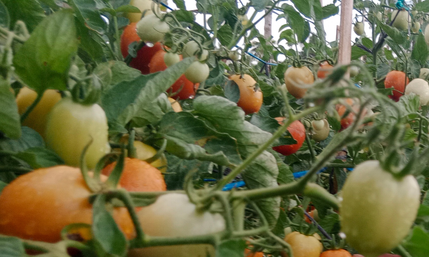 Ilustrasi tanaman tomat