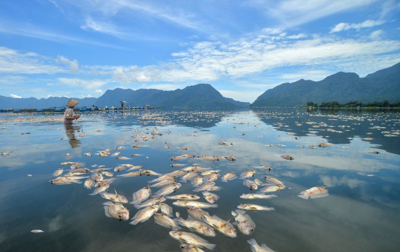 Nelayan berjalan di antara ikan-ikan yang mati di danau maninjau.