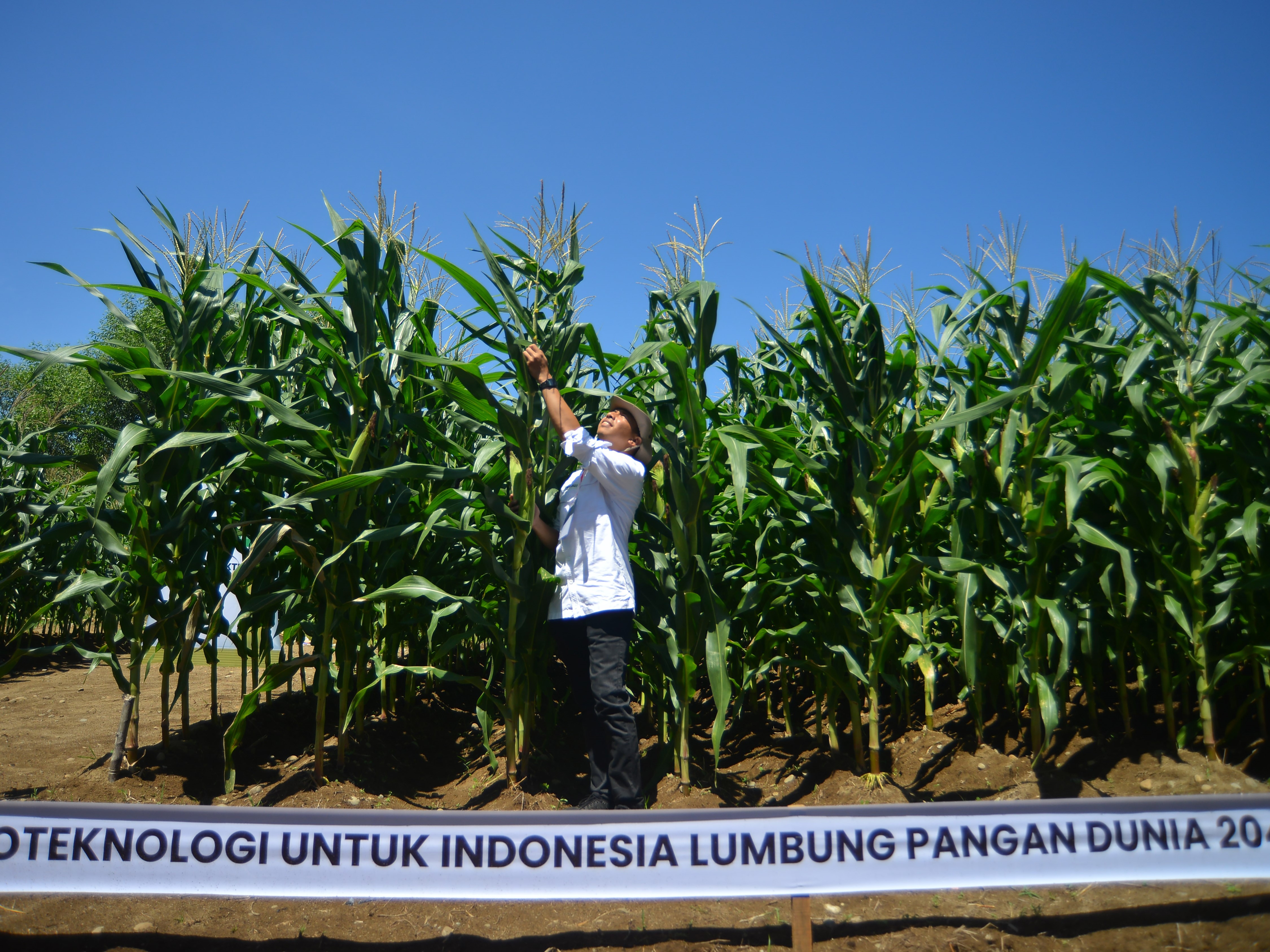 Petugas mengecek kondisi tanaman jagung yang berasal dari benih hibrida bioteknologi produksi Syngenta Indonesia di Padang, Sumbar.