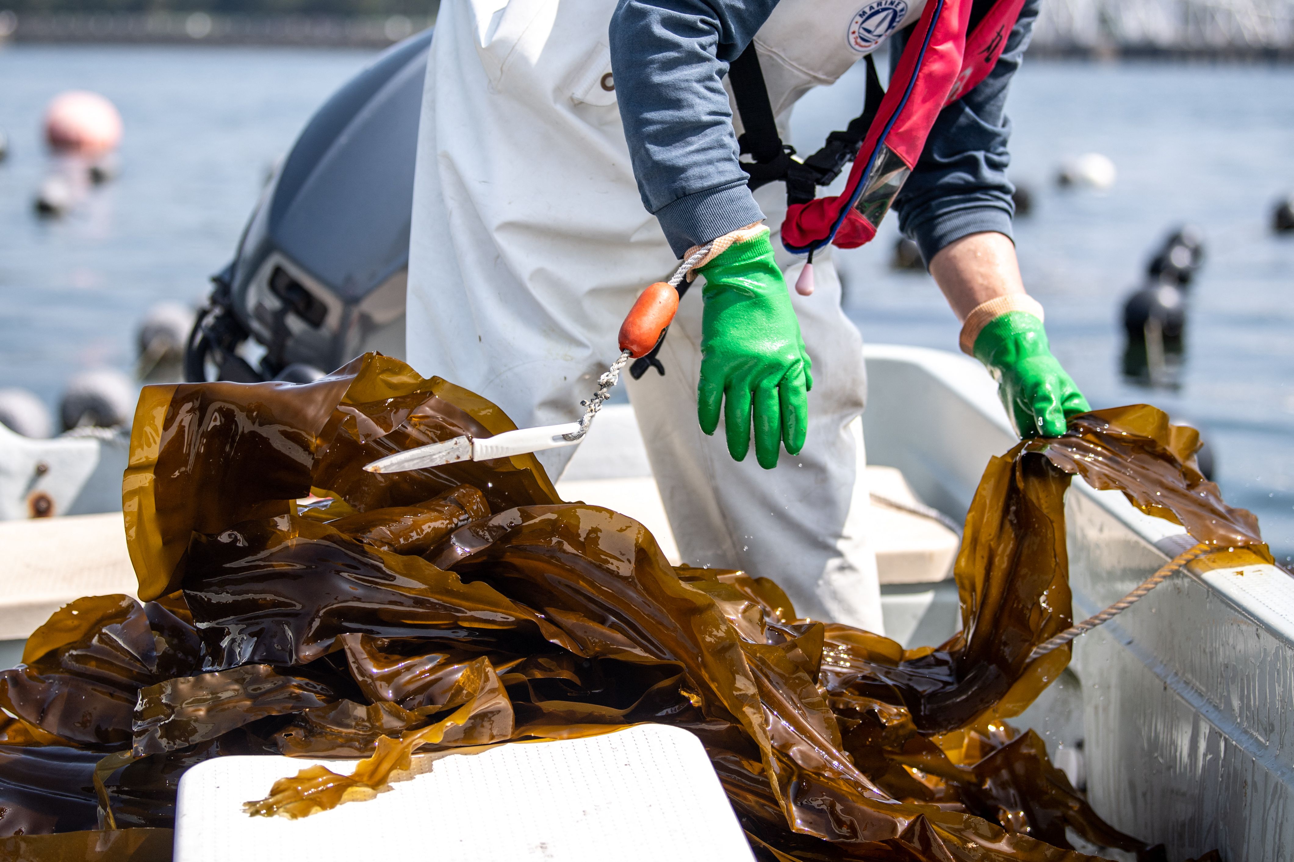 ilustrasi: rumput laut