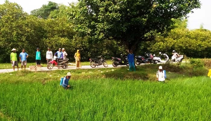 Petani Demak mengatasi hama tanaman padi dengan menggunakan pestisida nabati dari daun mimba.