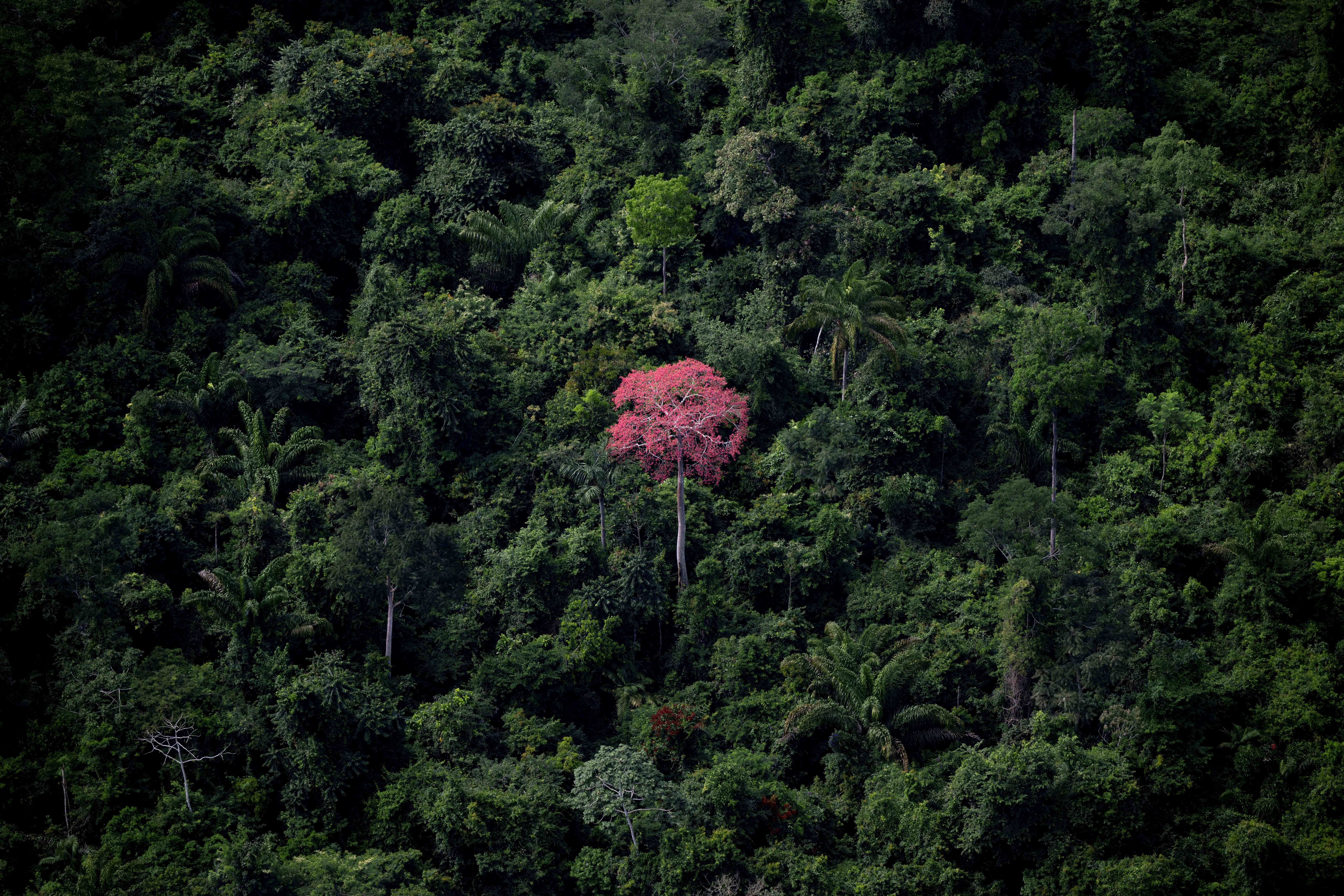 Foto udara Hutan Amazon, Brasil