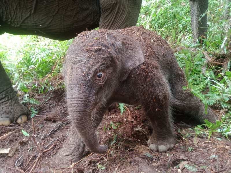 Seekor bayi gajah berjenis betina lahir di Balai Taman Nasional Tesso Nilo.