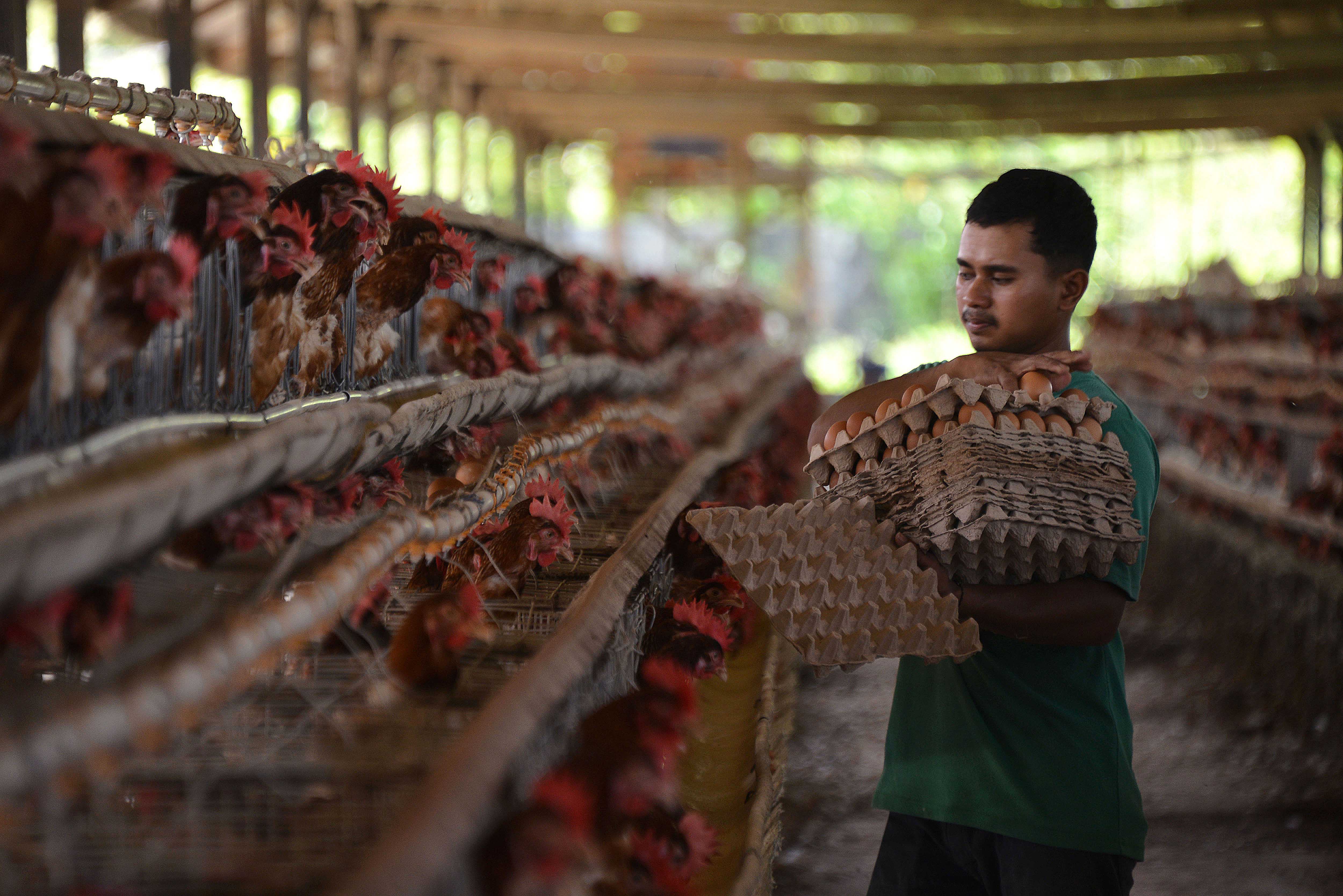 Peternak mengumpulkan telur ayam di Aceh Besar, Aceh, Rabu (24/5)