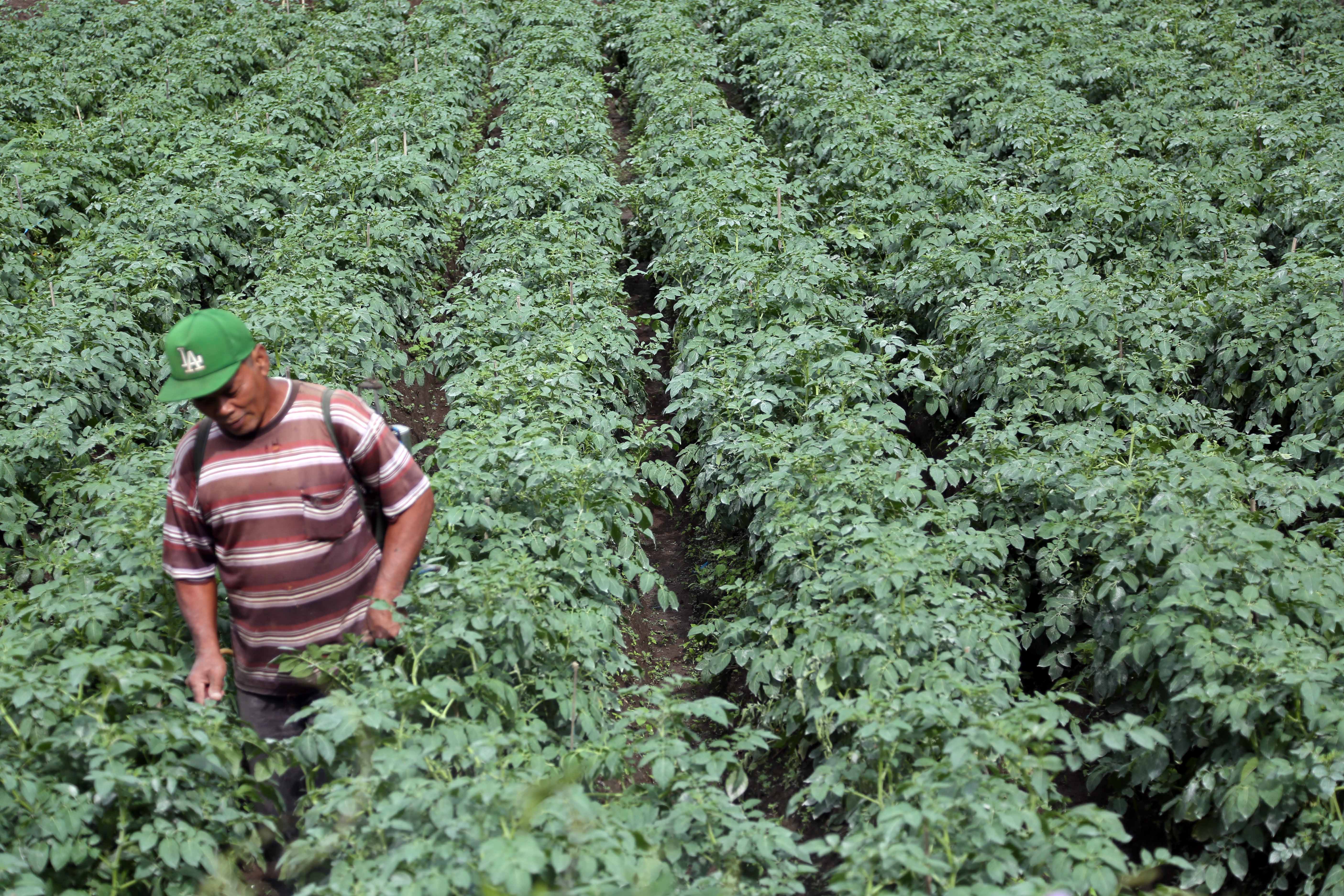 Ilustrasi. Petani memilih bibit kentang yang akan ditanam di Berastagi, Karo, Sumatera Utara, Senin (13/1/2014).