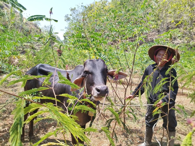 Supono menuntun sapinya melewati kebun indigovera. Tanaman indigovera bisa menjadi biomassa pengganti batu bara untuk listrik.