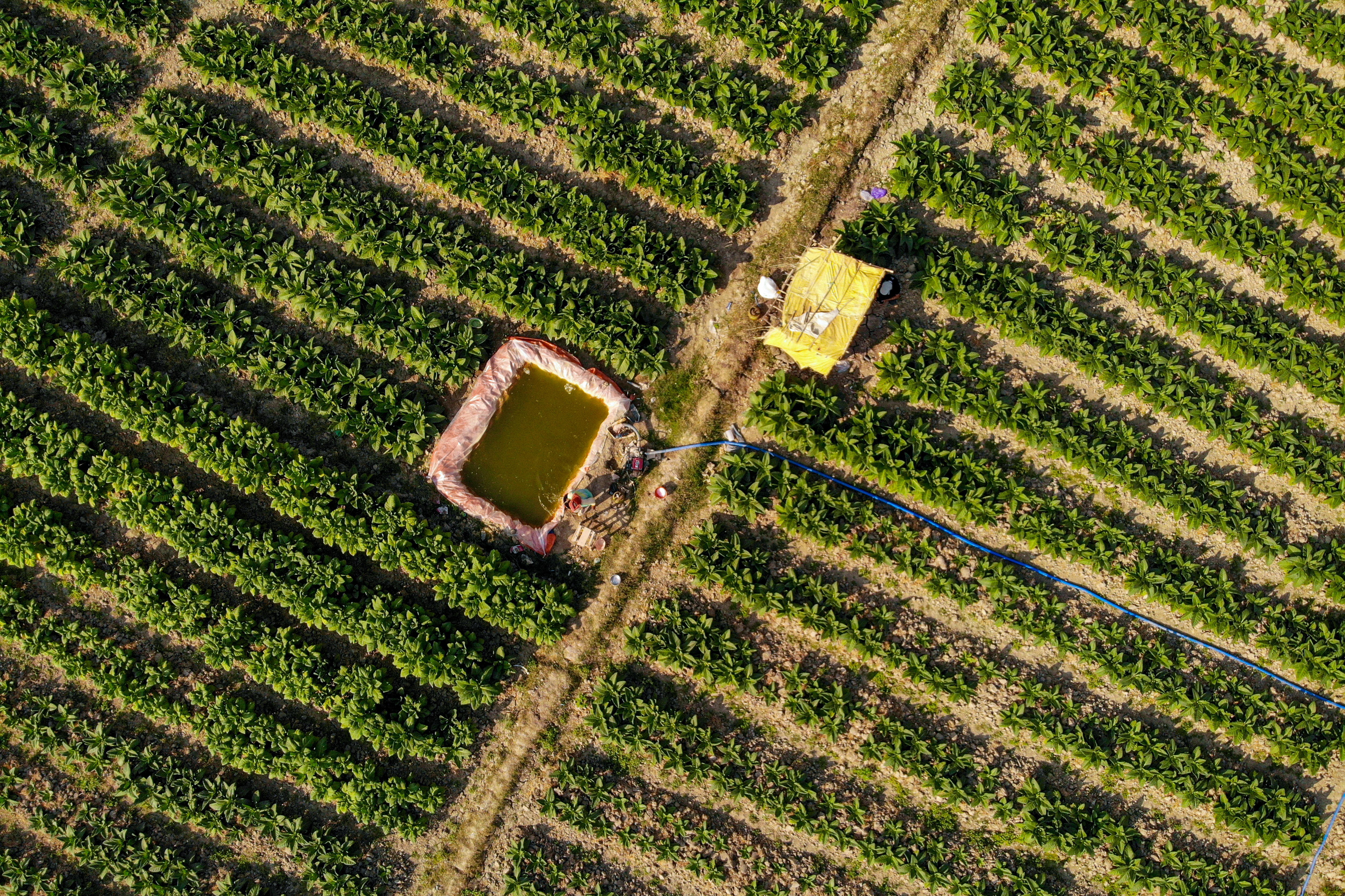 Ilustrasi pertanian. Foto udara petani menyiram tanaman tembakau di lahan miliknya, Kedungadem, Bojonegoro, Jawa Timur, Kamis (27/7).