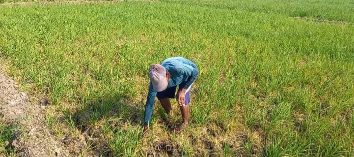 Seorang peaeni tengah membersihkan sawahnya.