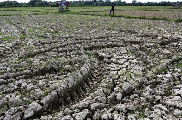 El Nino bukan Penyebab Tunggal Kekeringan 2023