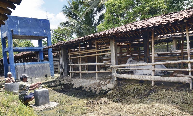 Ilustrasi produksi biogas dari kotoran sapi.