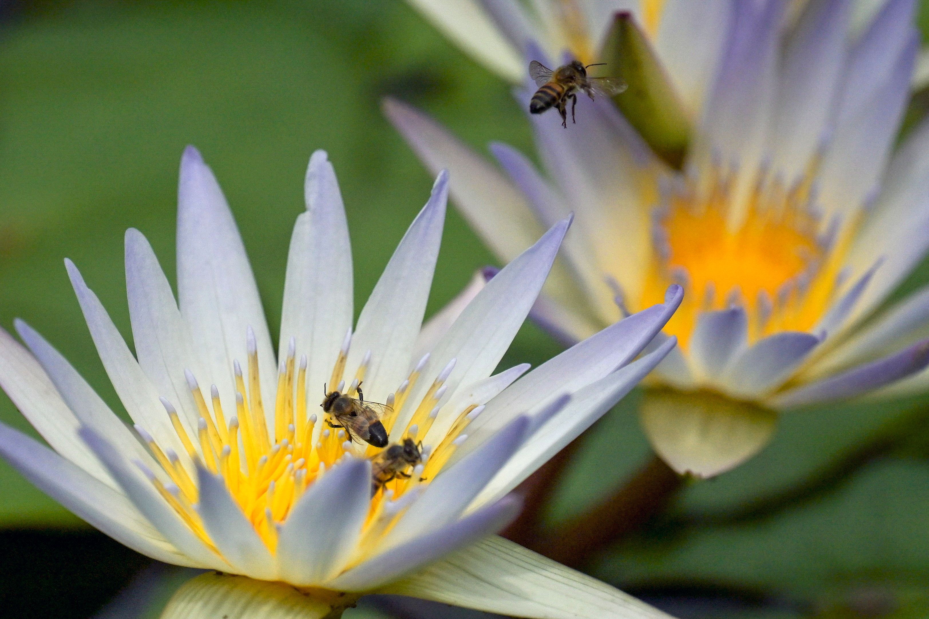 Perubahan Iklim Ubah Perilaku dan Fungsi Tumbuhan