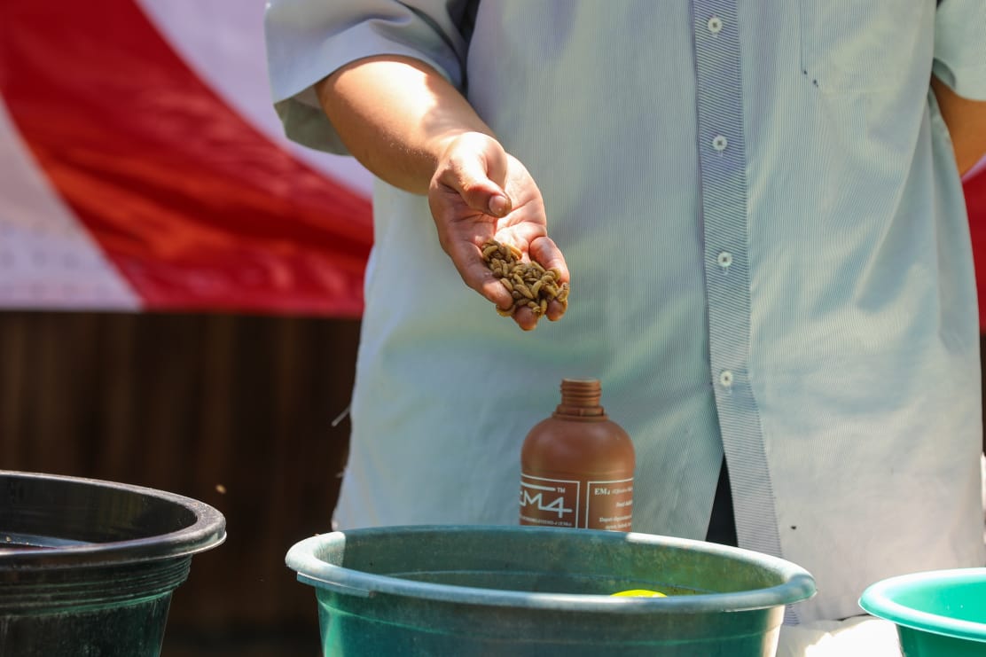 Pelatihan budidaya maggot